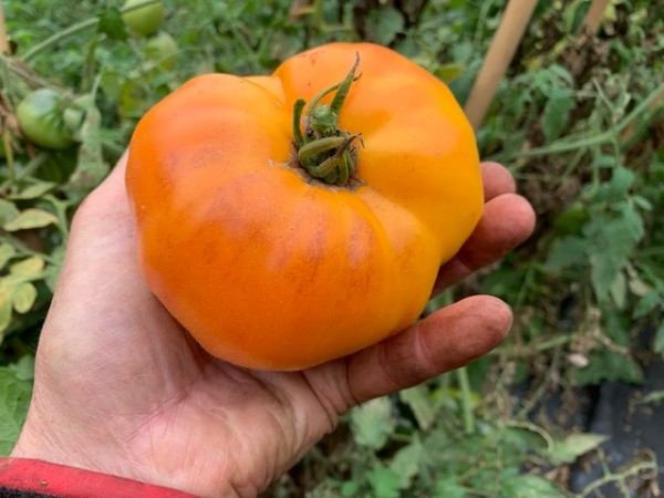 BIO-Saatgut Fleischtomate 'Grandma Viney's Yellowpink'