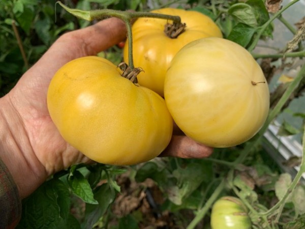 BIO-Saatgut Fleischtomate 'Shah Mikado White'