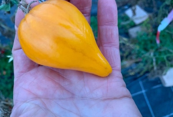 BIO-Saatgut Fleischtomate 'Zolotye Grebeshki'