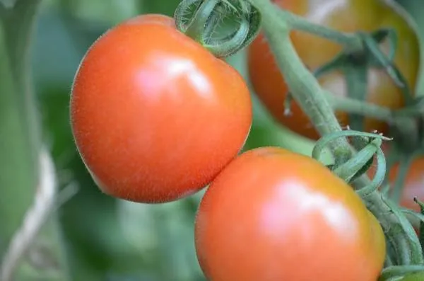 BIO-Saatgut Dwarftomate Rund 'Fireball'