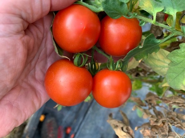 BIO-Saatgut Dwarftomate Rund 'Early Bright'