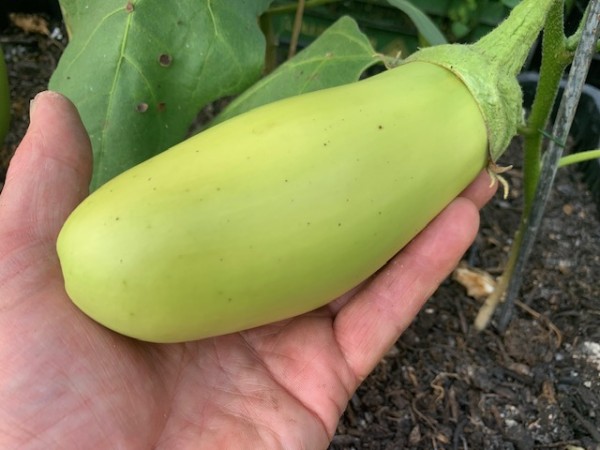 BIO-Saatgut Aubergine 'Little Green'