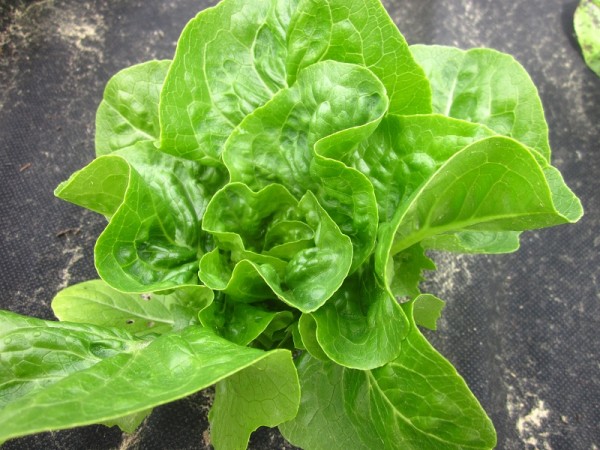 BIO-Samen Salat Kopfsalat 'Ultra'