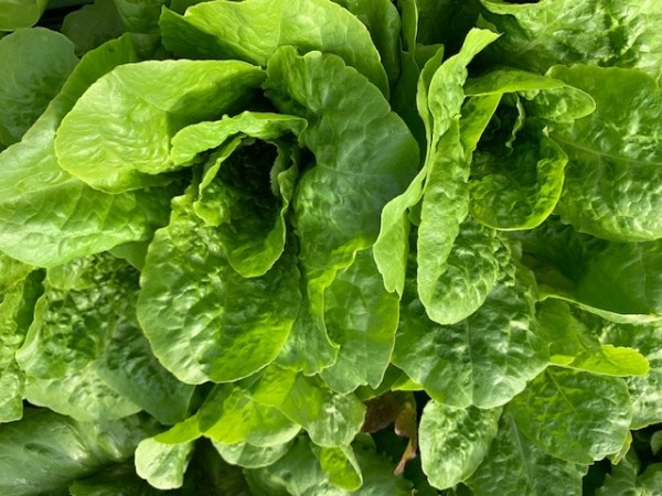 BIO-Samen Salat Kopfsalat 'Buttercrunch'