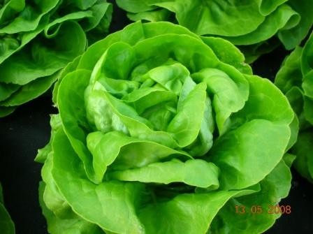 BIO-Samen Salat Kopfsalat 'Lucinde'