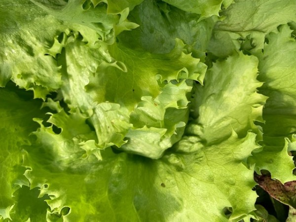BIO-Samen Salat Eissalat 'Krolowa Lata'