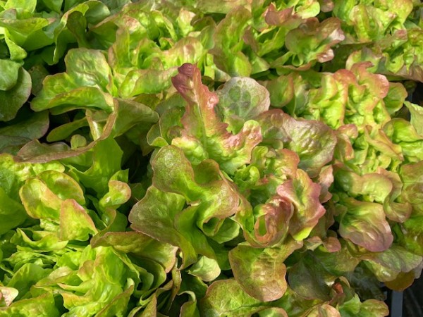 BIO-Samen Salat Pflücksalat 'Bijella' Eichblattsalat orange