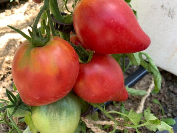 BIO-Tomatenpflanze Fleischtomate 'Adlerherz Sibirien' Alte Sorte