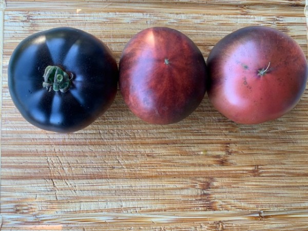 BIO-Tomatenpflanze Fleischtomate 'Black Beauty'