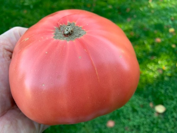 BIO-Tomatenpflanze Fleischtomate 'Bulgarische Riesen' Alte Sorte