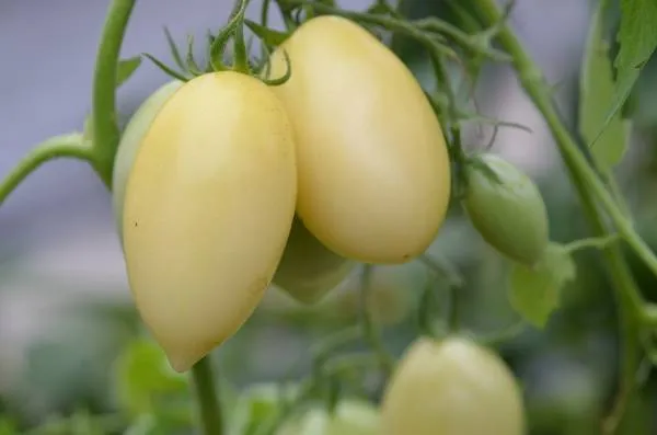 BIO-Saatgut Dwarftomate Flasche 'Creme Sausage'