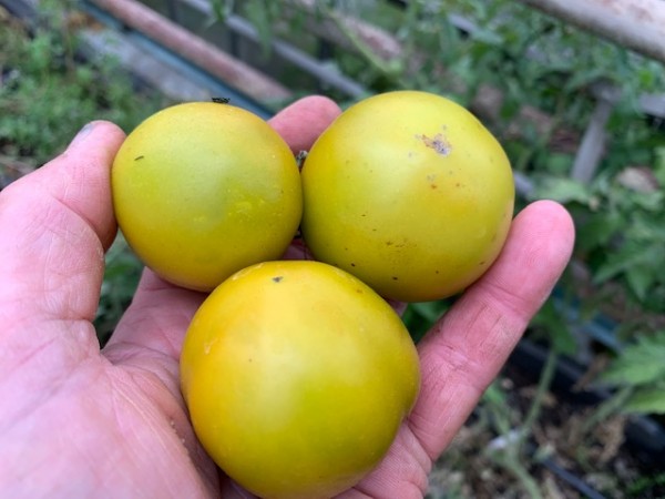 BIO-Saatgut Dwarftomate Fleisch 'Green Martian'