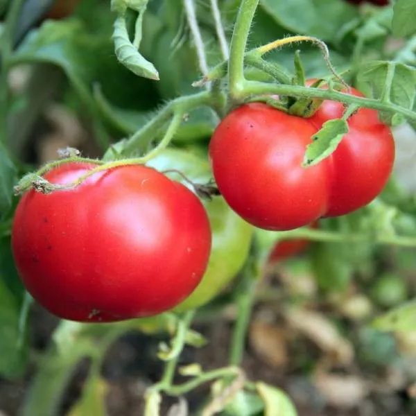 BIO-Saatgut Dwarftomate Fleisch 'Gruntowy'
