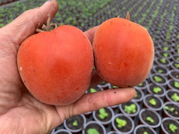 BIO-Saatgut Dwarftomate Fleisch 'Scheherzade'