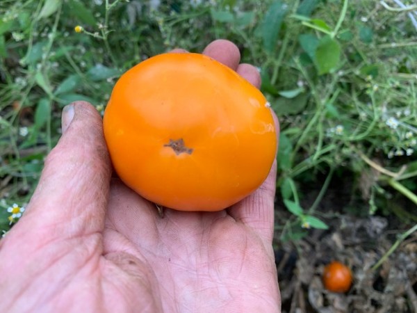 BIO-Saatgut Dwarftomate Fleisch 'Sweet Sue'