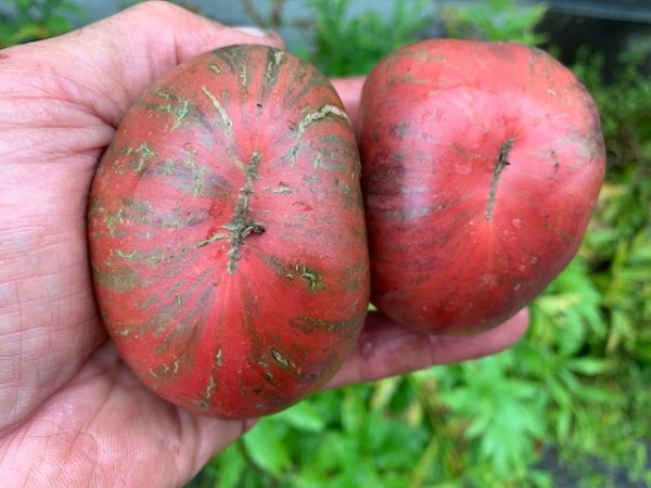 BIO-Saatgut Dwarftomate Fleisch 'The Thong'