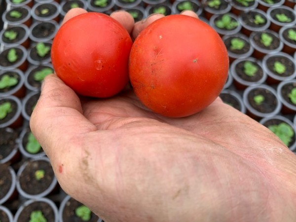 BIO-Saatgut Dwarftomate Rund 'Palka Палка'