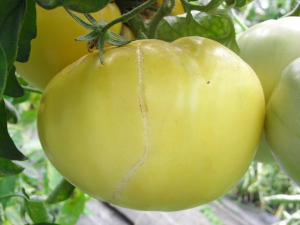 BIO-Samen Tomate Ochsenherz-  Weißes Ochsenherz