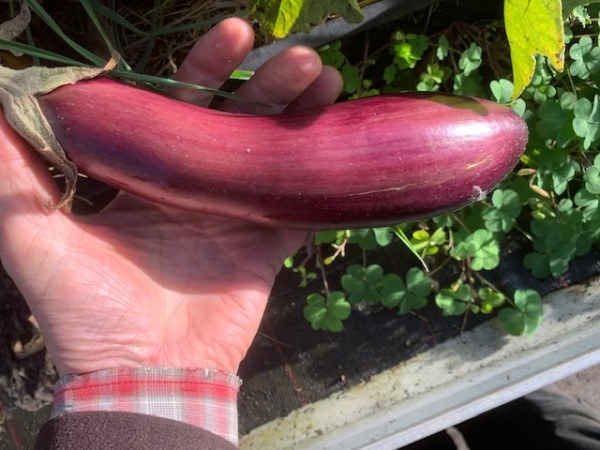 BIO-Pflanze Aubergine 'Daniela'