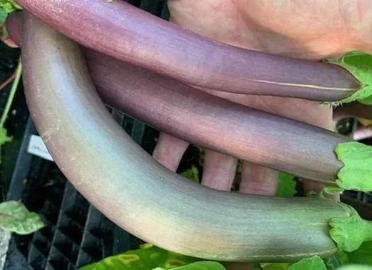 BIO-Pflanze Aubergine 'Early Long Purple'