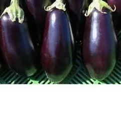 BIO-Pflanze Aubergine 'Luiza'