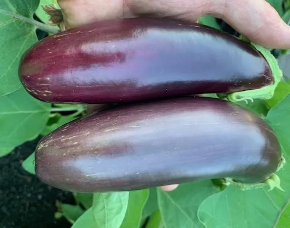 BIO-Gemüsepflanze Aubergine 'Nastenka'