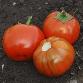 BIO-Pflanze Aubergine 'Rossa di Napoli'