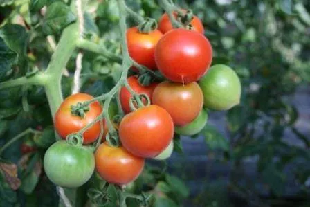 BIO-Saatgut Kirschtomate 'Süße vom Schwabelsberg'