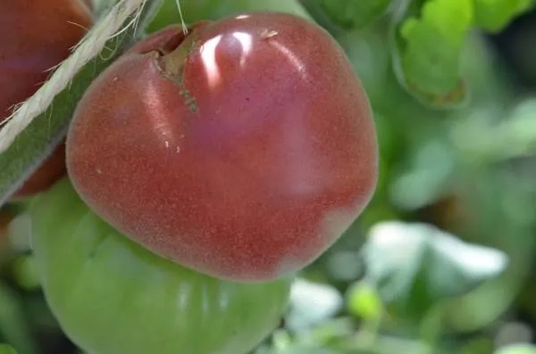BIO-Saatgut Fleischtomate 'Dupont Kasachstan'