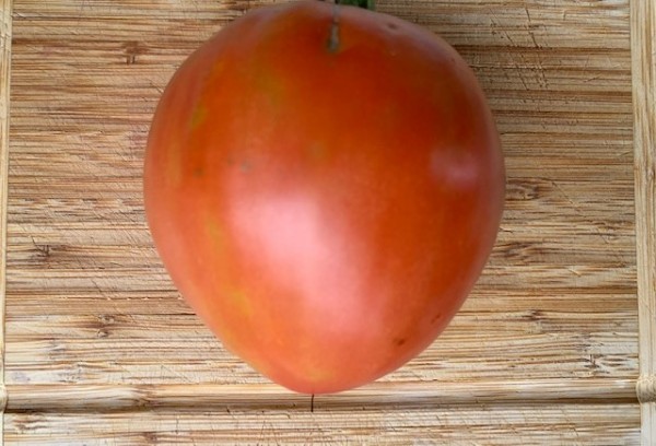 BIO-Saatgut Fleischtomate 'King Kong Кінг Конг'