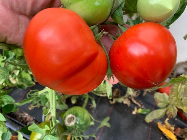 BIO-Saatgut Fleischtomate 'Klubnichnoye'