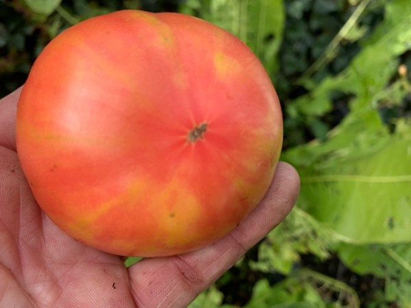 BIO-Saatgut Fleischtomate 'Lithium Sunset'
