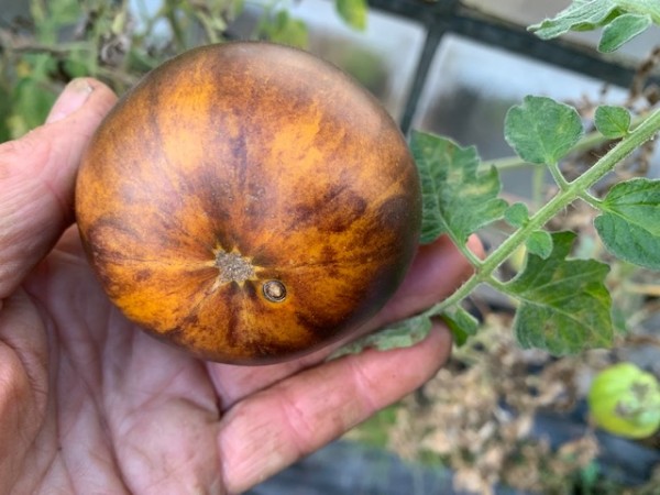 BIO-Saatgut Fleischtomate 'Mariannas Blue Fruit'