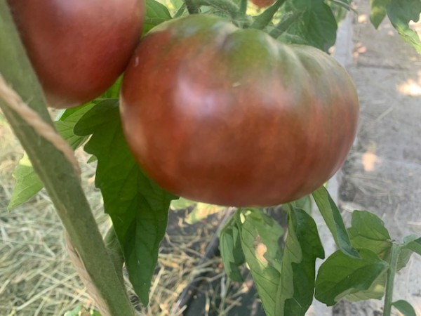 BIO-Saatgut Fleischtomate 'Marquis Noir'