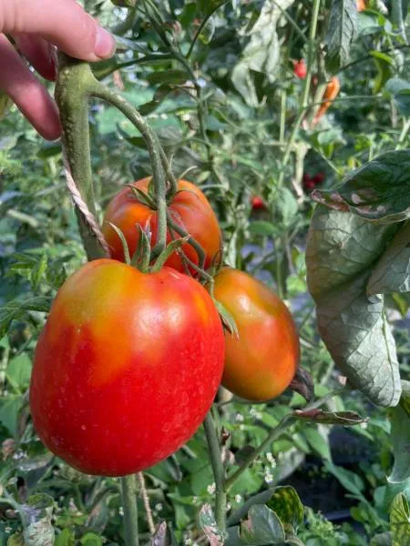 BIO-Saatgut Fleischtomate 'Minusinskij Alionka'