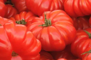 BIO-Saatgut Fleischtomate 'Monserrat'