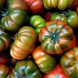 BIO-Saatgut Fleischtomate 'Muchamiel'