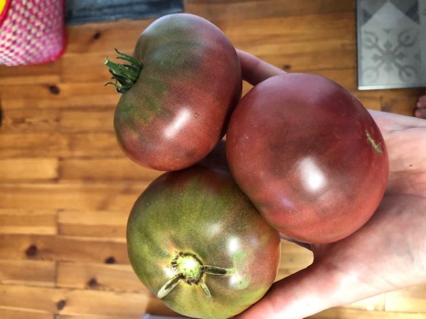 BIO-Saatgut Fleischtomate 'Nairobi Nights'