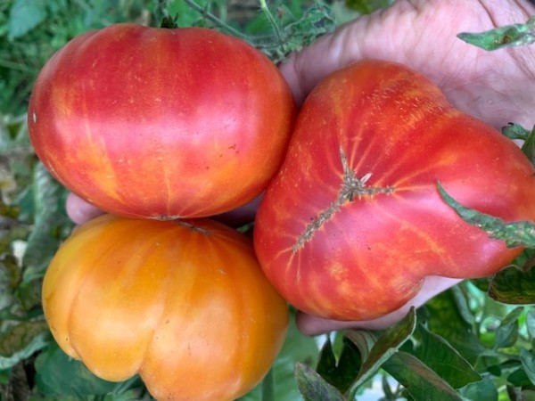 BIO-Saatgut Fleischtomate 'Olimpijskij Ogon  '