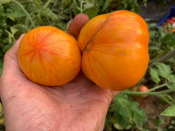 BIO-Saatgut Fleischtomate 'Plan 9 From Outer Space'