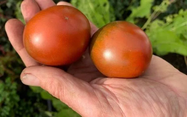 BIO-Saatgut Fleischtomate 'Purple Prince'