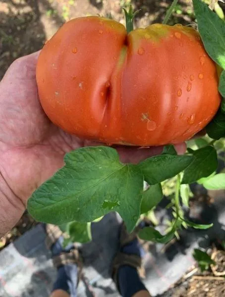 BIO-Saatgut Fleischtomate 'Riesiger Drache'