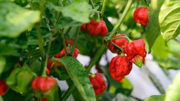 BIO-Gemüsepflanze Chili extrem scharf 'Dragon's Breath'