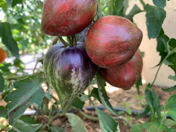 BIO-Pflanzen Fleischtomate 'Rebel Starfighter Prime'