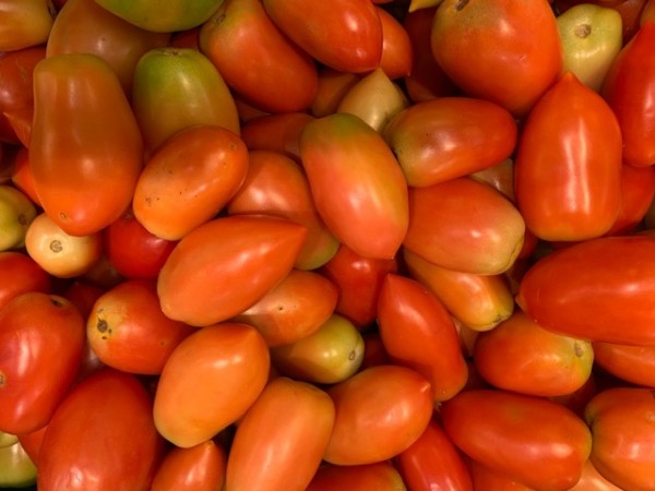 BIO-Pflanze Flaschentomate 'Himmelsstürmer'