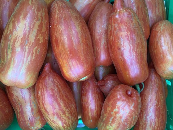 BIO-Pflanzen Flaschentomate 'Long Willi'