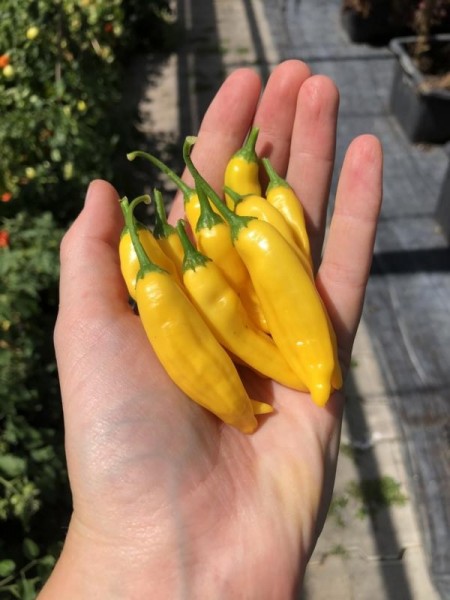 BIO-Pflanze Chili scharf 'Lemon Drop' 1,5-Liter-Topf