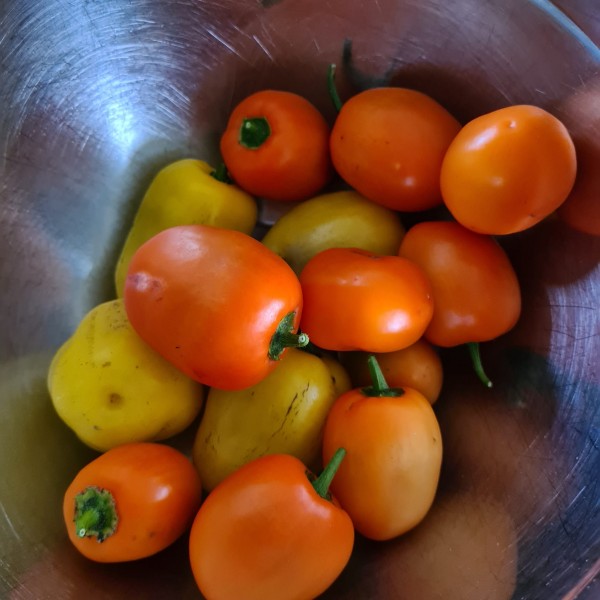 BIO-Pflanze Chili scharf 'Rocoto Cuzco Manzano'