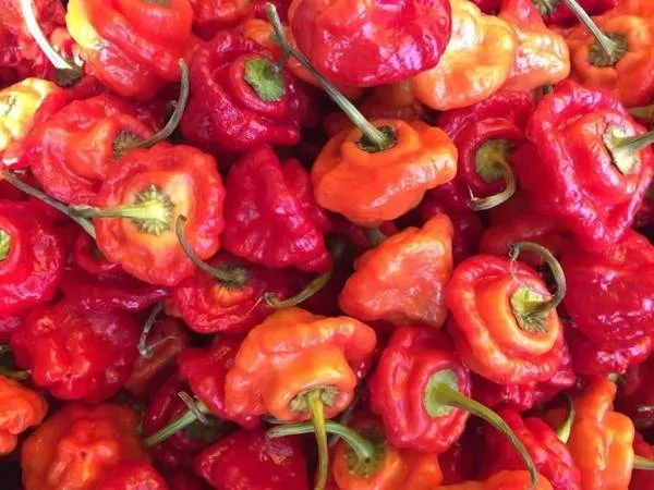 BIO-Gemüsepflanze Chili sehr scharf 'Scottsh Bonnett' 1,5 Liter Topf
