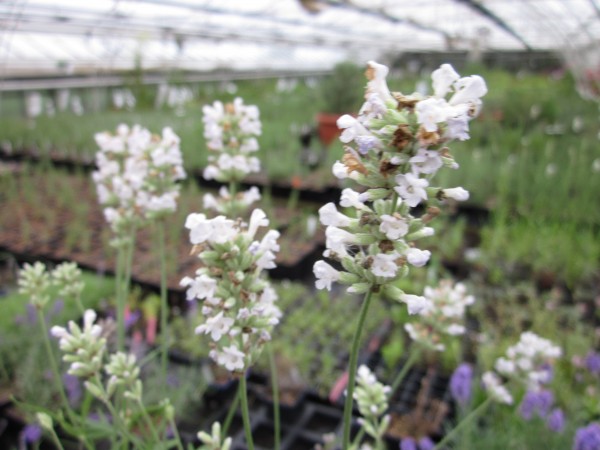 BIO-Kräuter-Pflanze Echter Lavendel 'Alba Nana' weiß